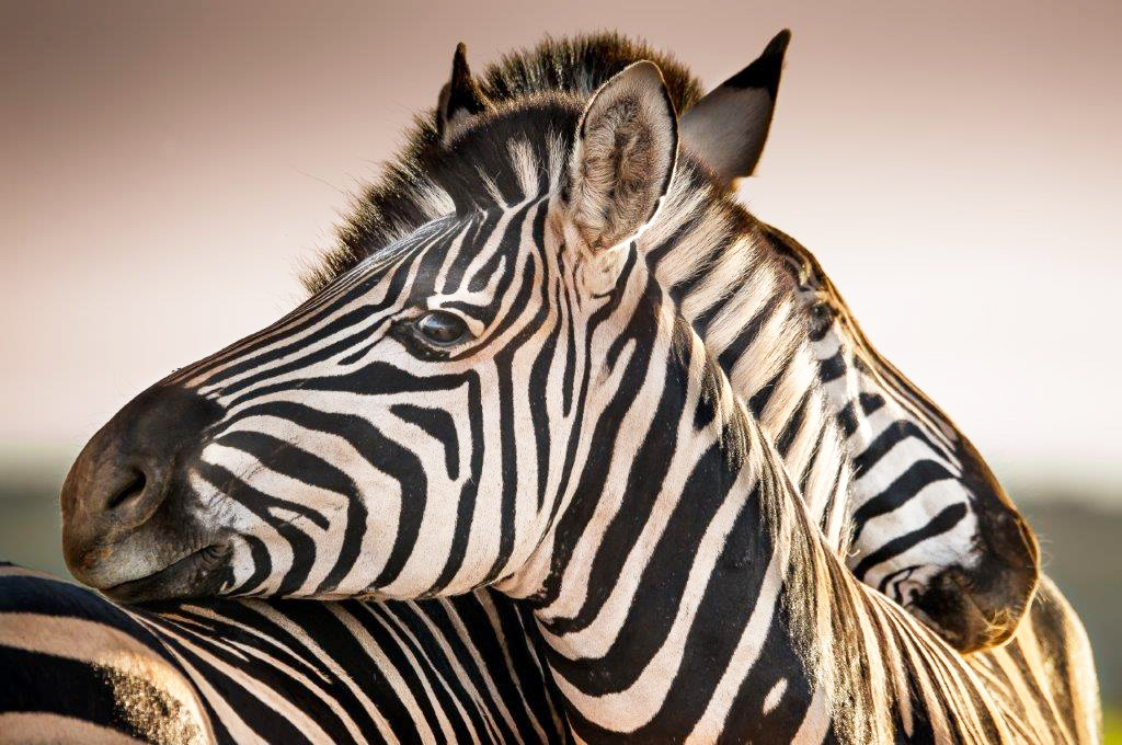 PXM014 Wall décor art photographic on canvas wildlife zebras